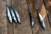 Mackerel Entries